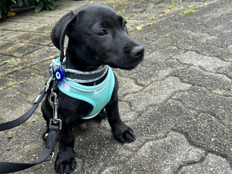 Misissippi geb. 03/2025 (in Deutschland) - kleiner Labrador-Mix Welpe!
