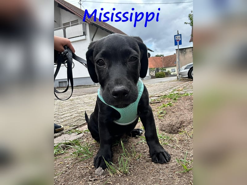 Misissippi geb. 03/2025 (in Deutschland) - kleiner Labrador-Mix Welpe!