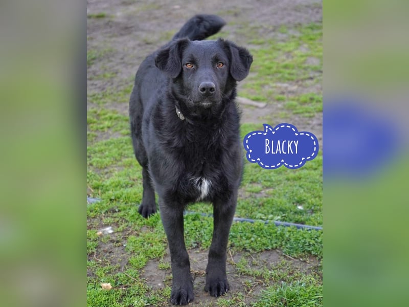 Blacky will Liebe spüren und verteilen