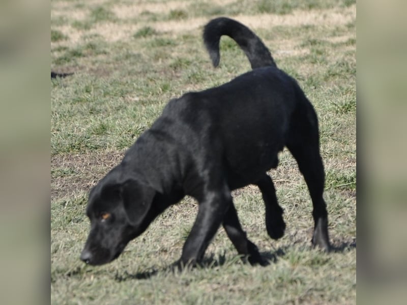 Sammy ein lustiger Kerlchen