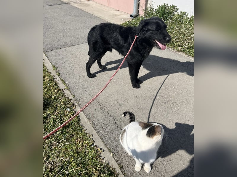 Nero ein absolut gutmütiger Familienhund