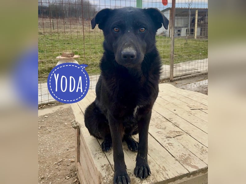 Yoda ein sanfter toller Hundebub