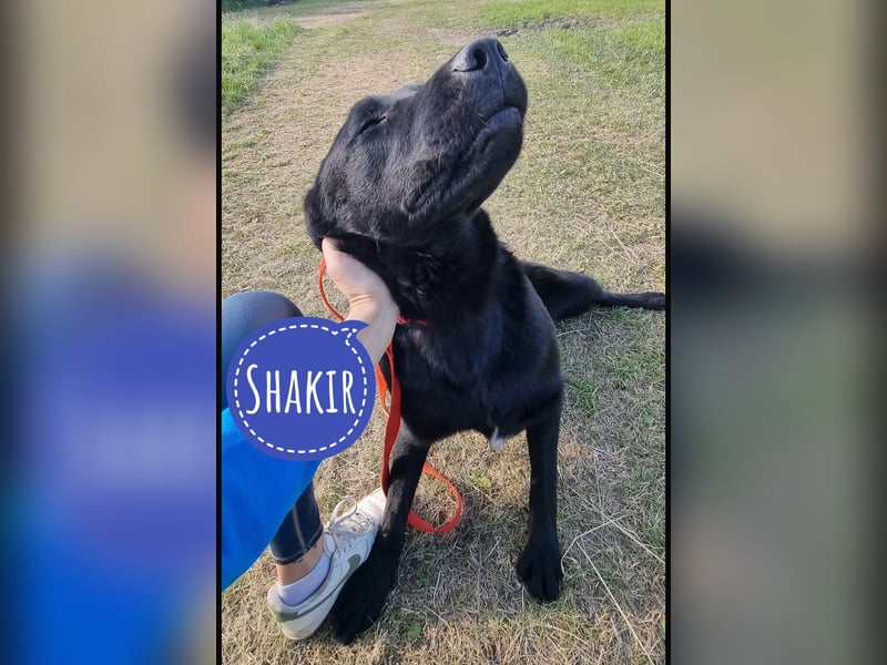 Shakir ein großer Hund mit großem Herz