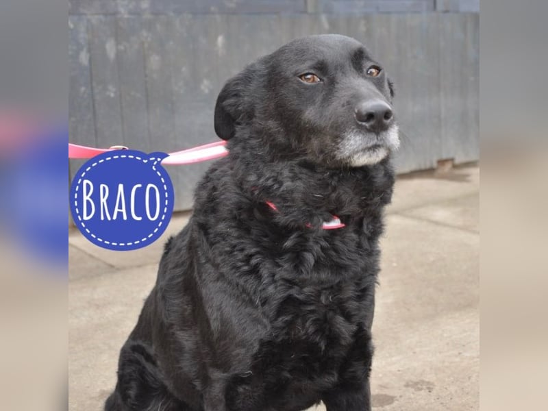 Braco ein ruhiger braver Rüde