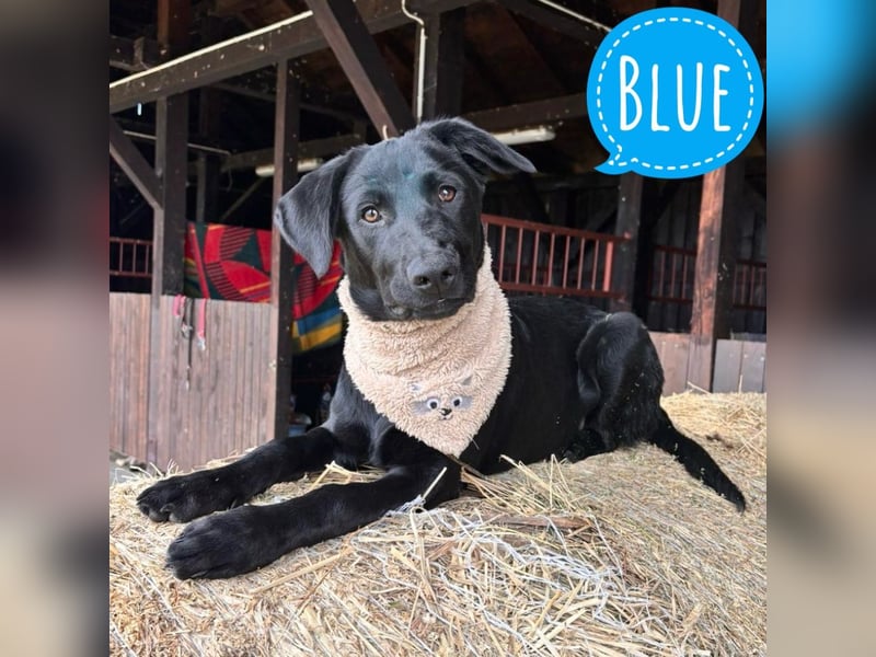 Blue ein toller Bub