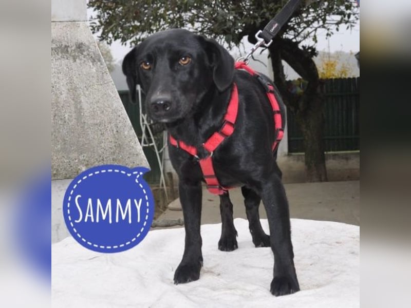 Sammy ein lustiger Kerlchen