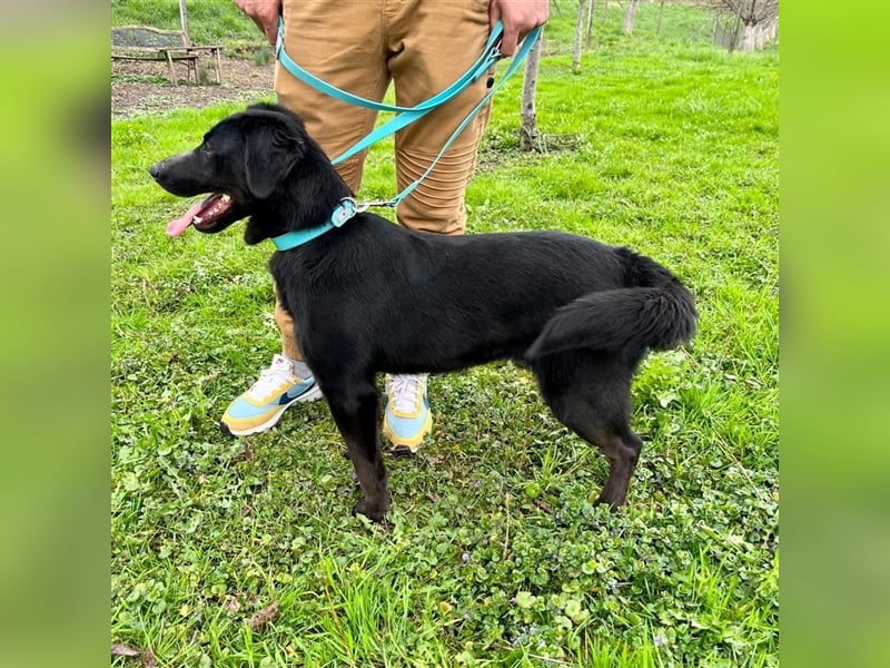 Django - Traumhund fast 3 Jahre in Tierheim