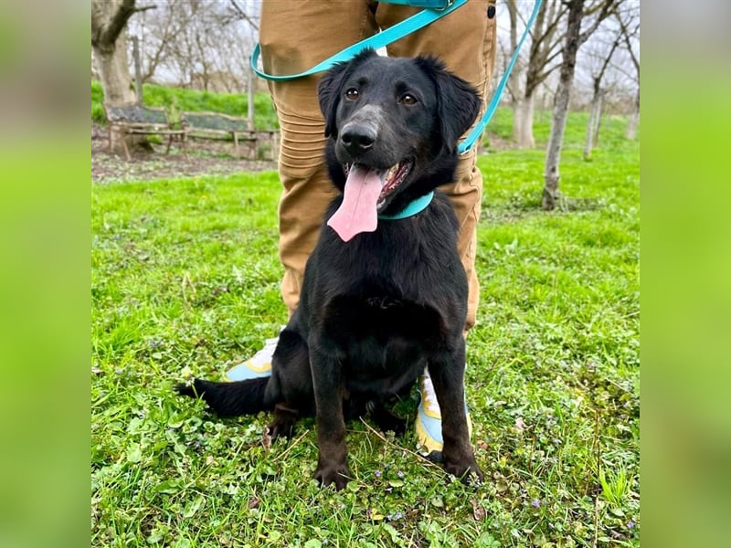 Django - Traumhund fast 3 Jahre in Tierheim
