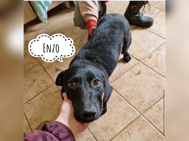 Enzo ein braver