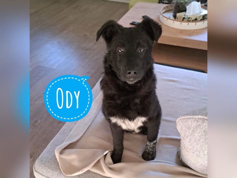 Ody ein absoluter Schatz