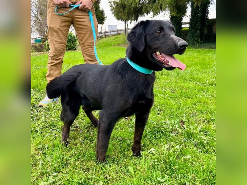 Django - Traumhund fast 3 Jahre in Tierheim
