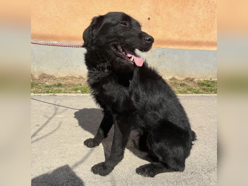 Nero ein absolut gutmütiger Familienhund