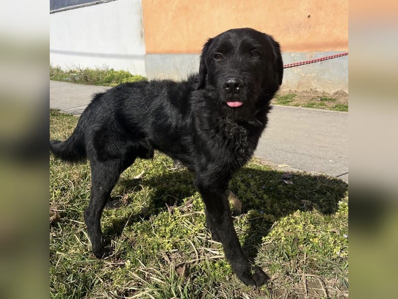 Nero ein absolut gutmütiger Familienhund