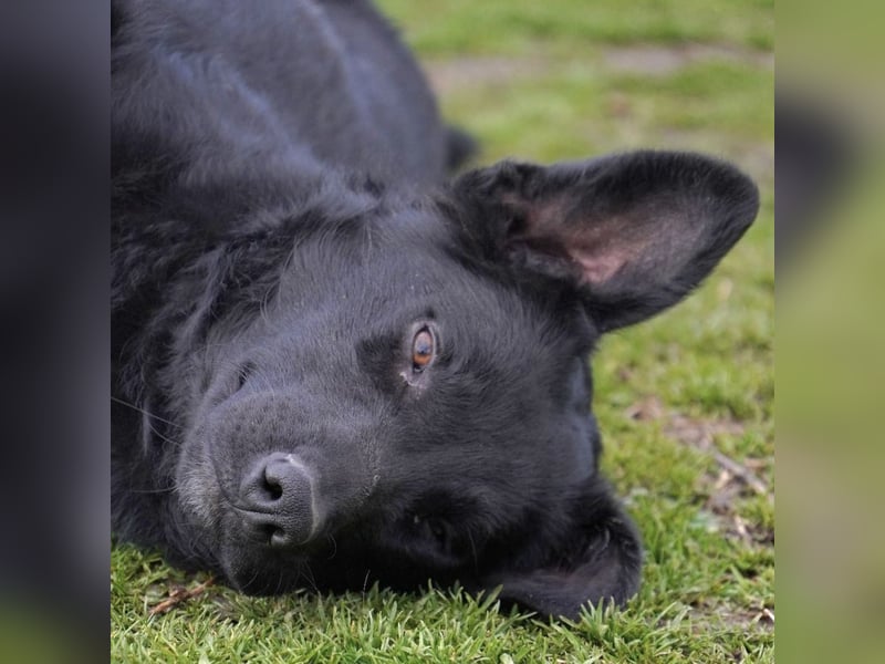 Blacky will Liebe spüren und verteilen