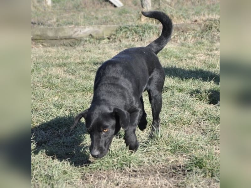 Sammy ein lustiger Kerlchen
