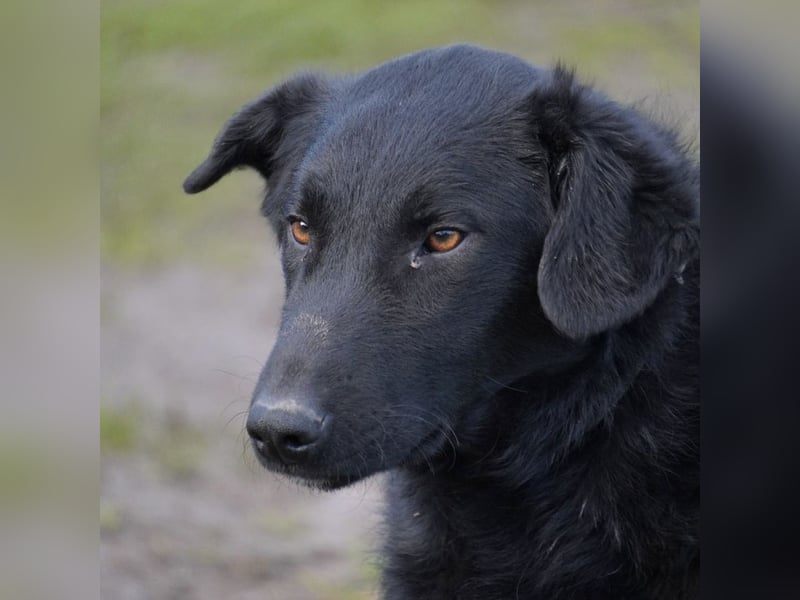 Blacky will Liebe spüren und verteilen