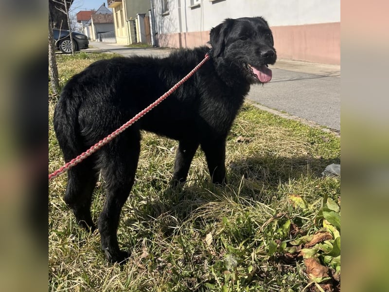 Nero ein absolut gutmütiger Familienhund