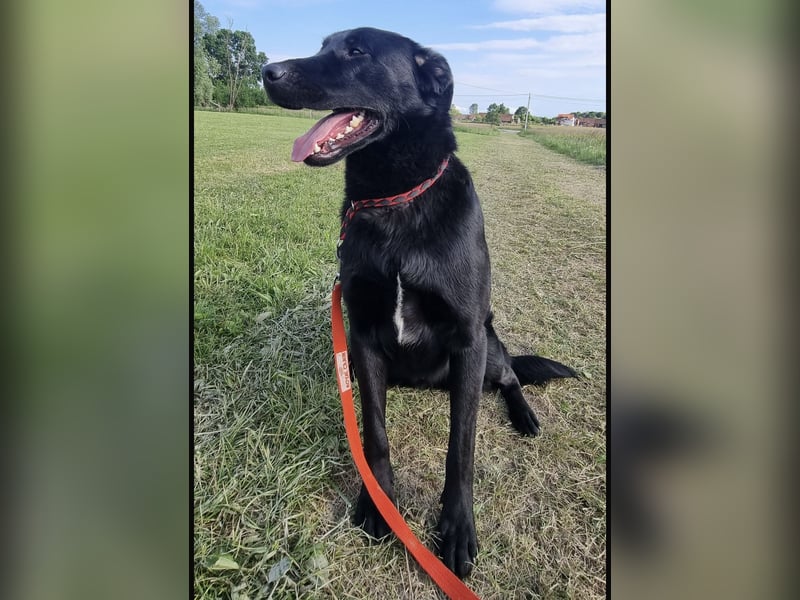 Shakir ein großer Hund mit großem Herz