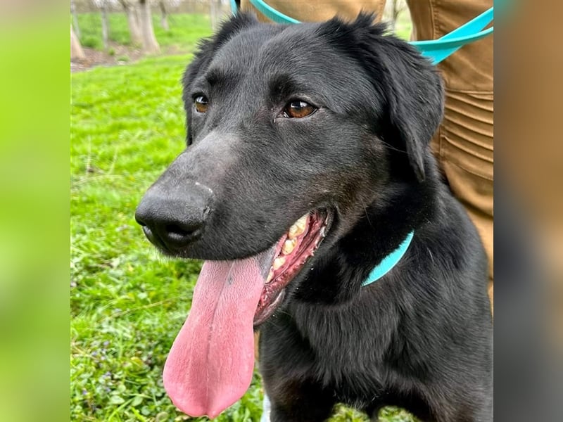 Django - Traumhund fast 3 Jahre in Tierheim