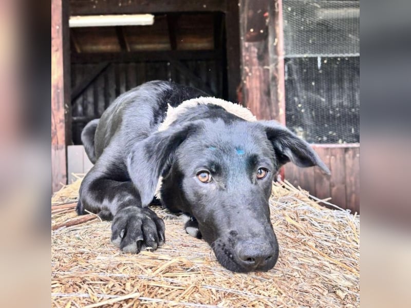Blue ein toller Bub