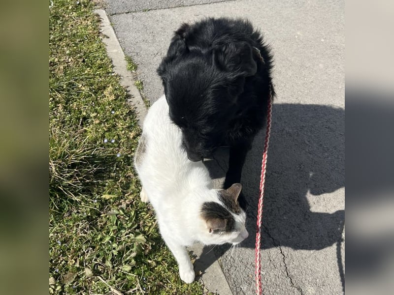 Nero ein absolut gutmütiger Familienhund