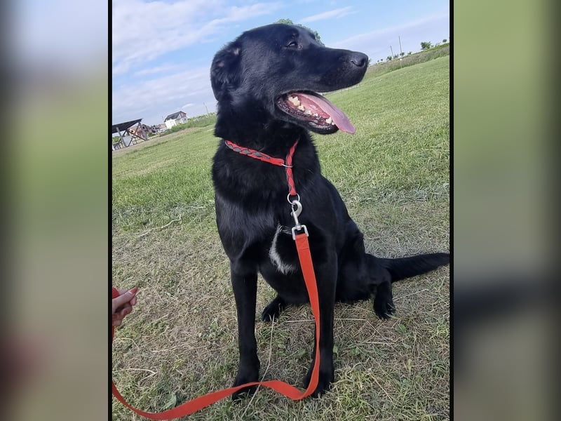 Shakir ein großer Hund mit großem Herz