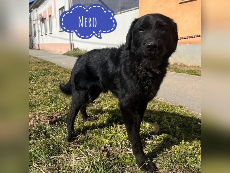 Nero ein absolut gutmütiger Familienhund
