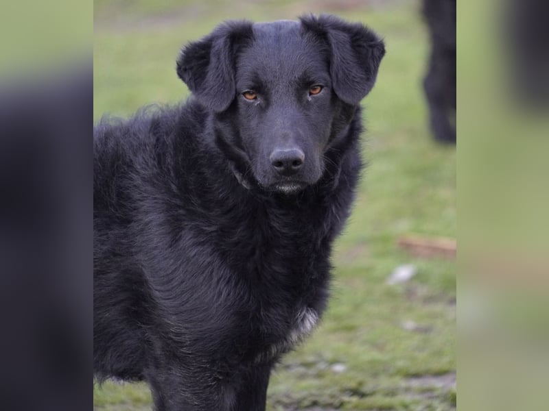 Blacky will Liebe spüren und verteilen