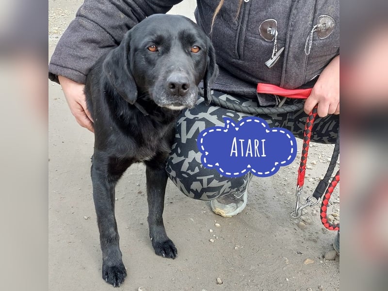Atari ein sanfter Bub