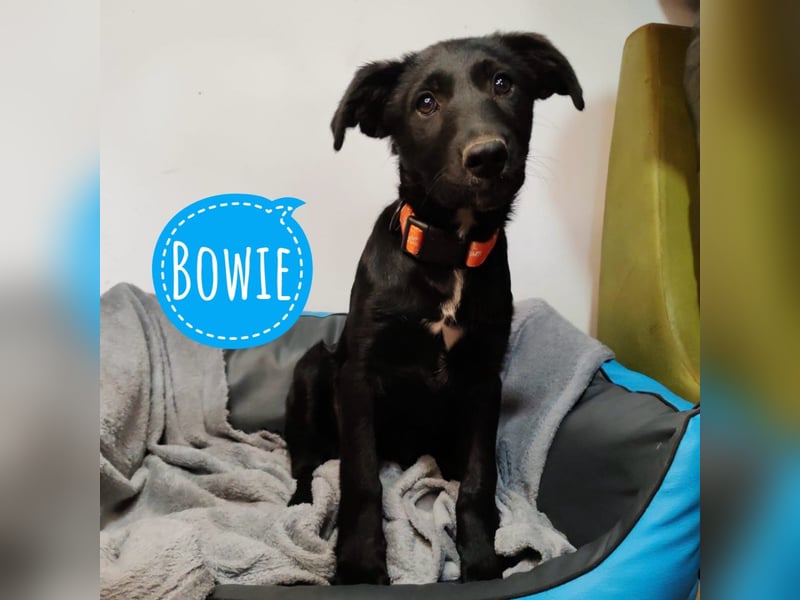 Bowie ein schwarzer Goldschatz