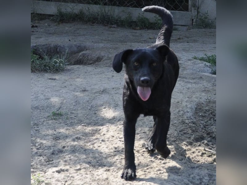 Sammy ein lustiger Kerlchen