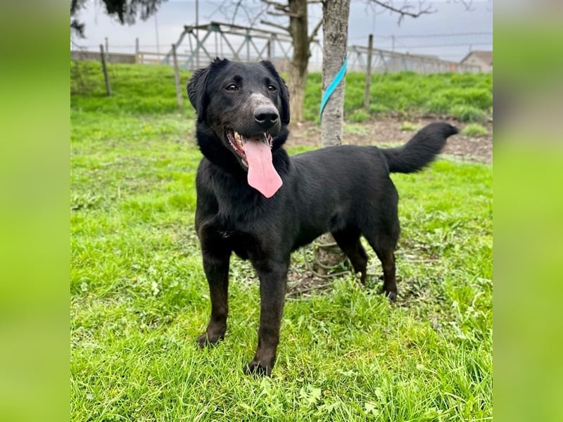 Django - Traumhund fast 3 Jahre in Tierheim