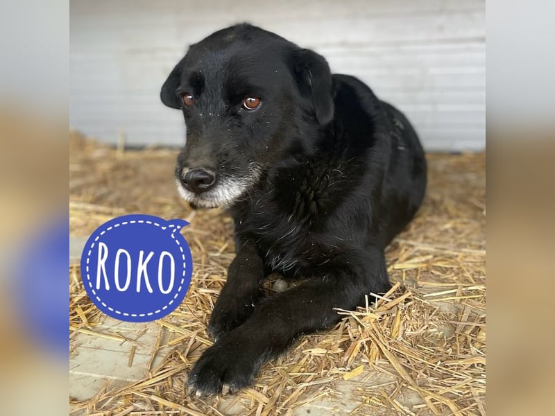 Roko eine zerbrochene Seele