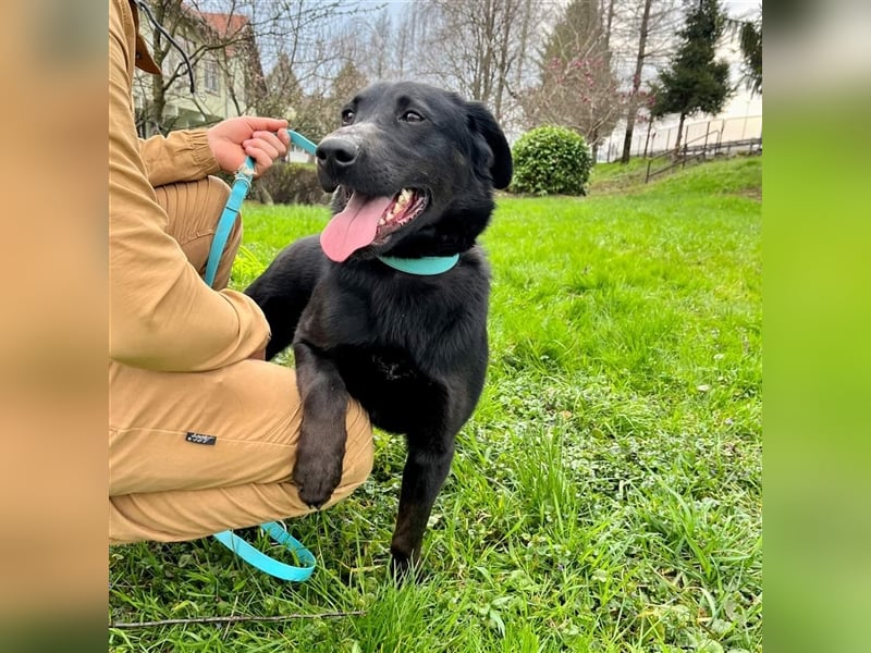 Django - Traumhund fast 3 Jahre in Tierheim