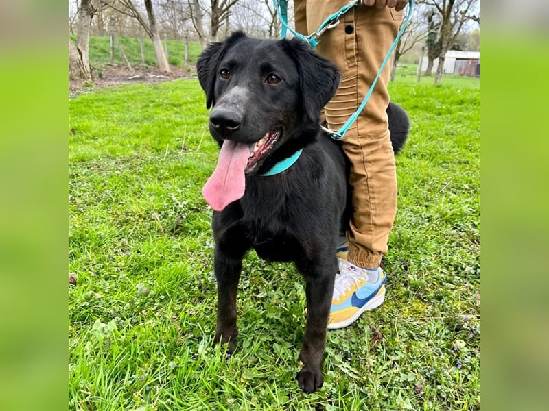 Django - Traumhund fast 3 Jahre in Tierheim