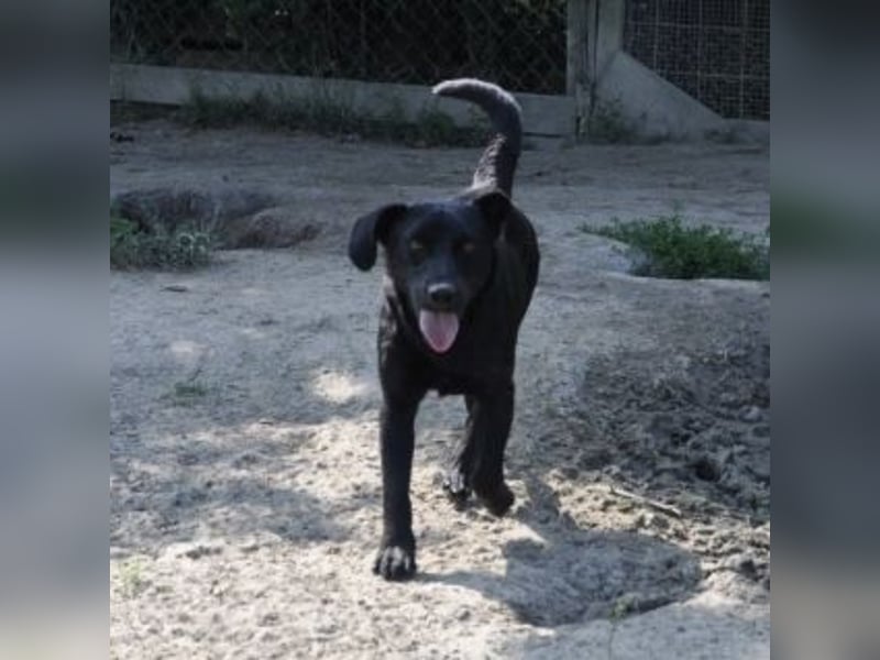Sammy ein lustiger Kerlchen