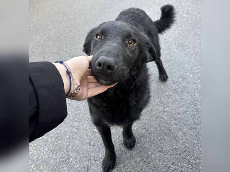 Blacky will Liebe spüren und verteilen