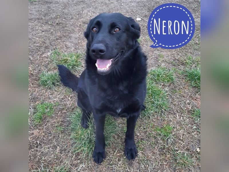 Neron eine Knutschkugel