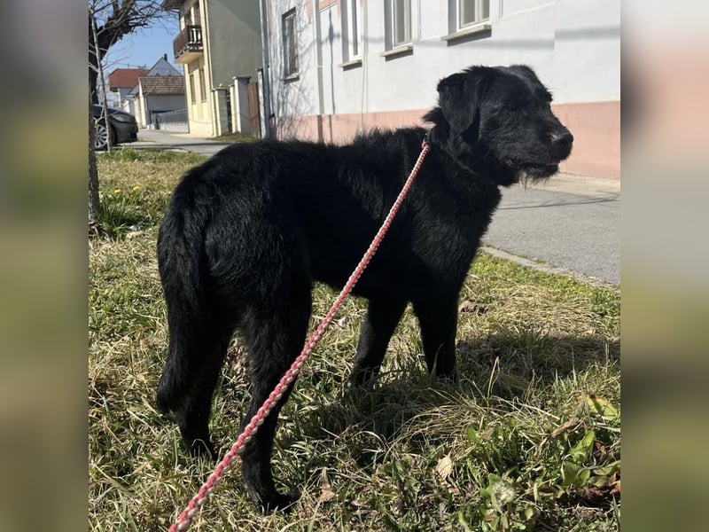 Nero ein absolut gutmütiger Familienhund