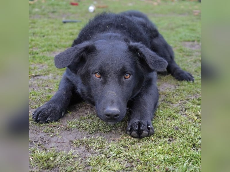 Blacky will Liebe spüren und verteilen