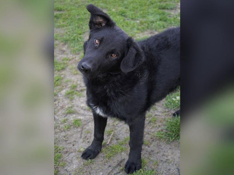 Blacky will Liebe spüren und verteilen
