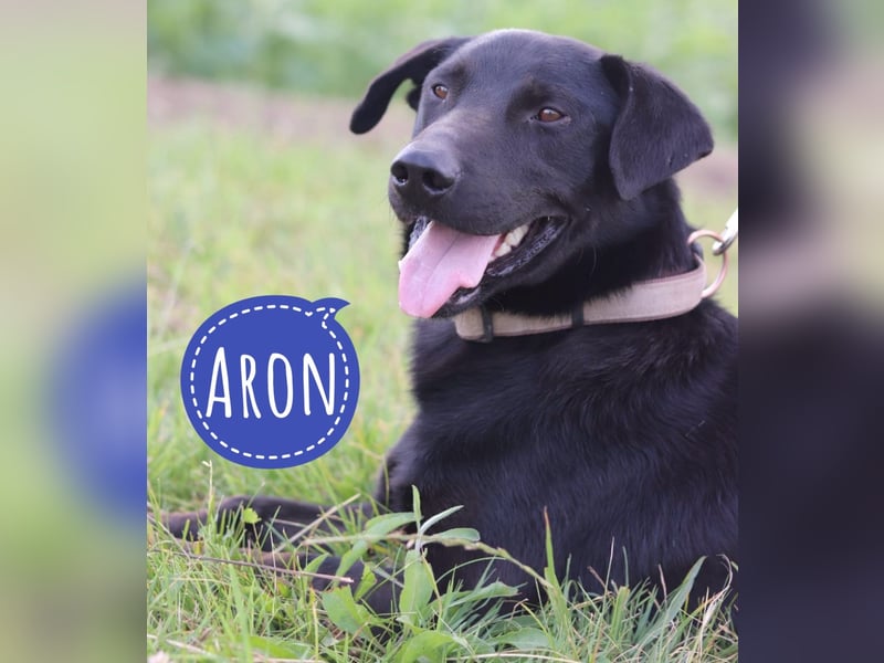 Aron hofft auf ein Zuhause