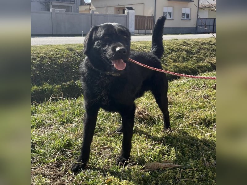 Nero ein absolut gutmütiger Familienhund