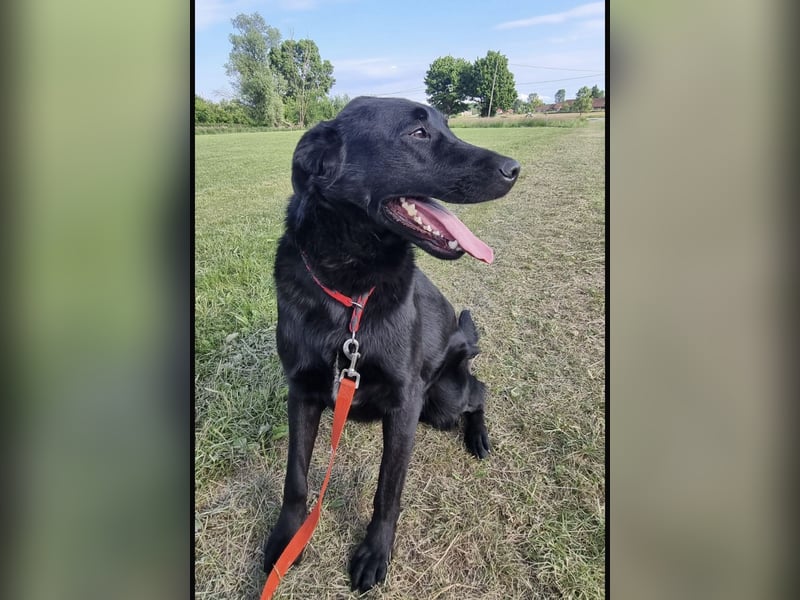 Shakir ein großer Hund mit großem Herz