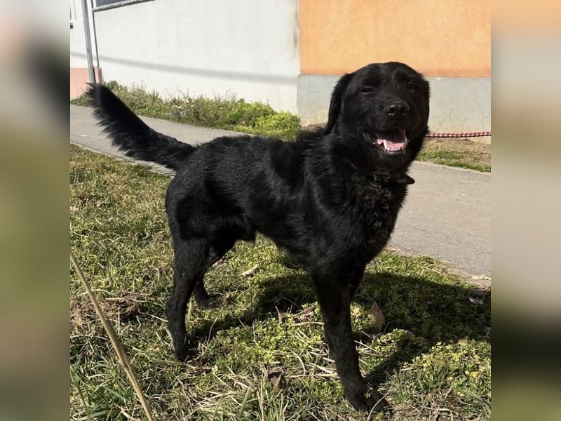 Nero ein absolut gutmütiger Familienhund