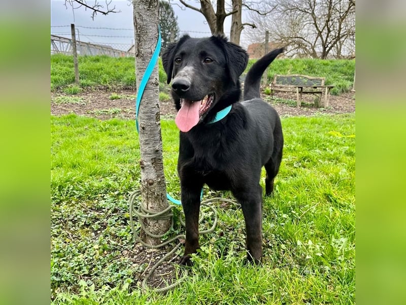 Django - Traumhund fast 3 Jahre in Tierheim