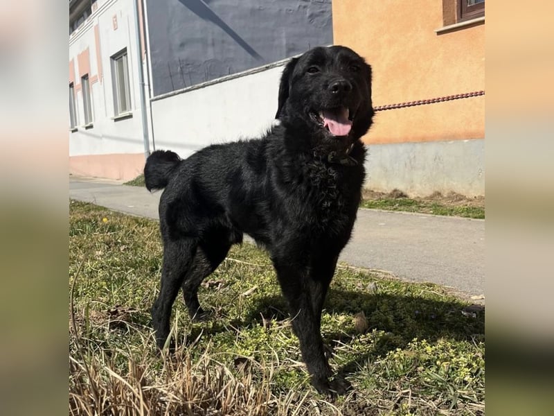 Nero ein absolut gutmütiger Familienhund