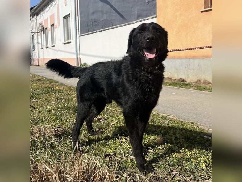 Nero ein absolut gutmütiger Familienhund