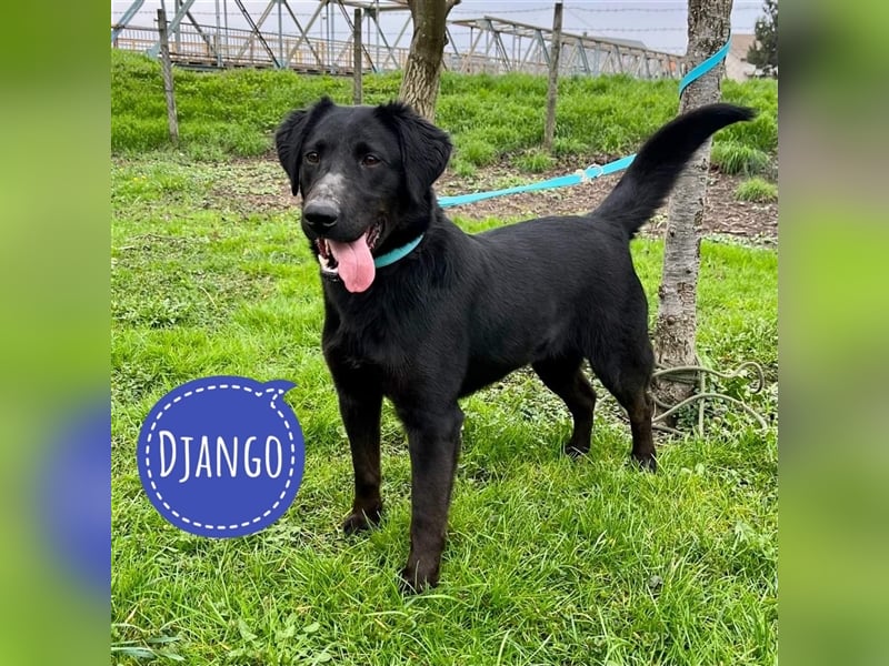Django - Traumhund fast 3 Jahre in Tierheim