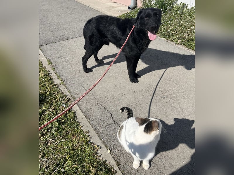 Nero ein absolut gutmütiger Familienhund